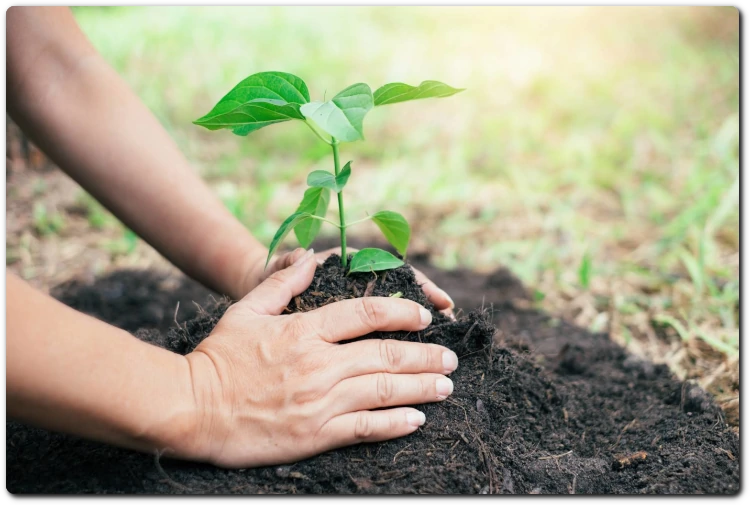 Cuidado y nutrición de plantas